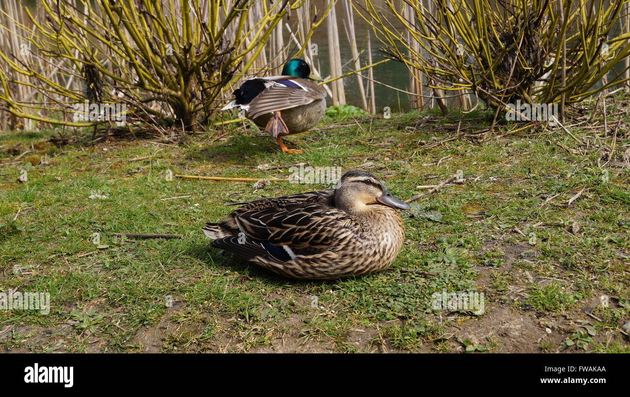 Maschio di Mallard duck con un piede a gambo e il pavimento e femmina Mallard duck nel sole di primavera, England Regno Unito Foto Stock