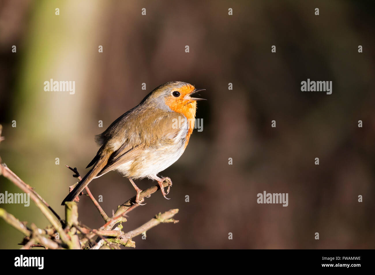Unione robin Erithacus rubecula, adulto, arroccato e cantare in mattina presto luce, Titchwell RSPB, Norfolk, Regno Unito nel mese di febbraio. Foto Stock