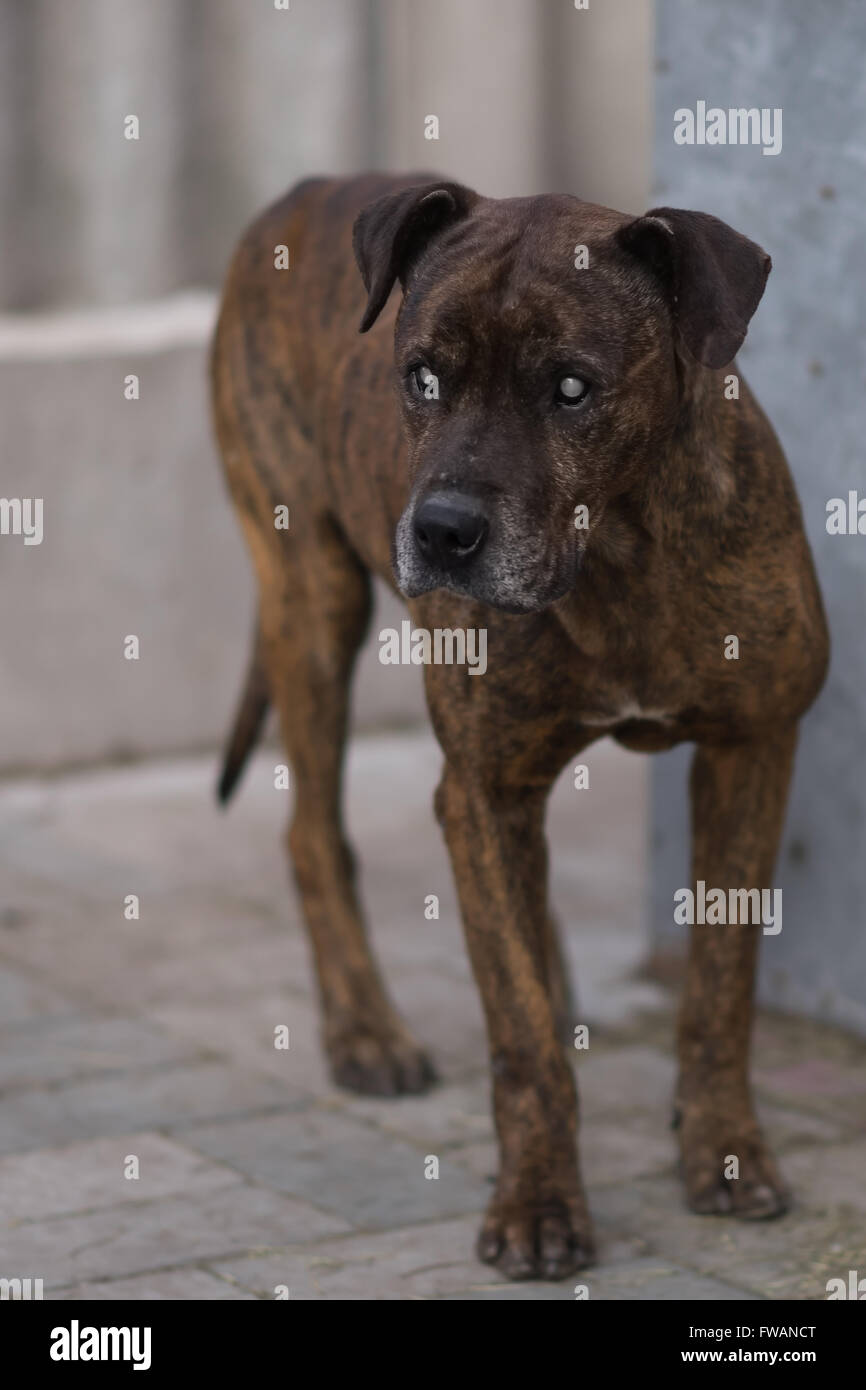 Blind brindle pit bull il cane sta in cantiere Foto Stock