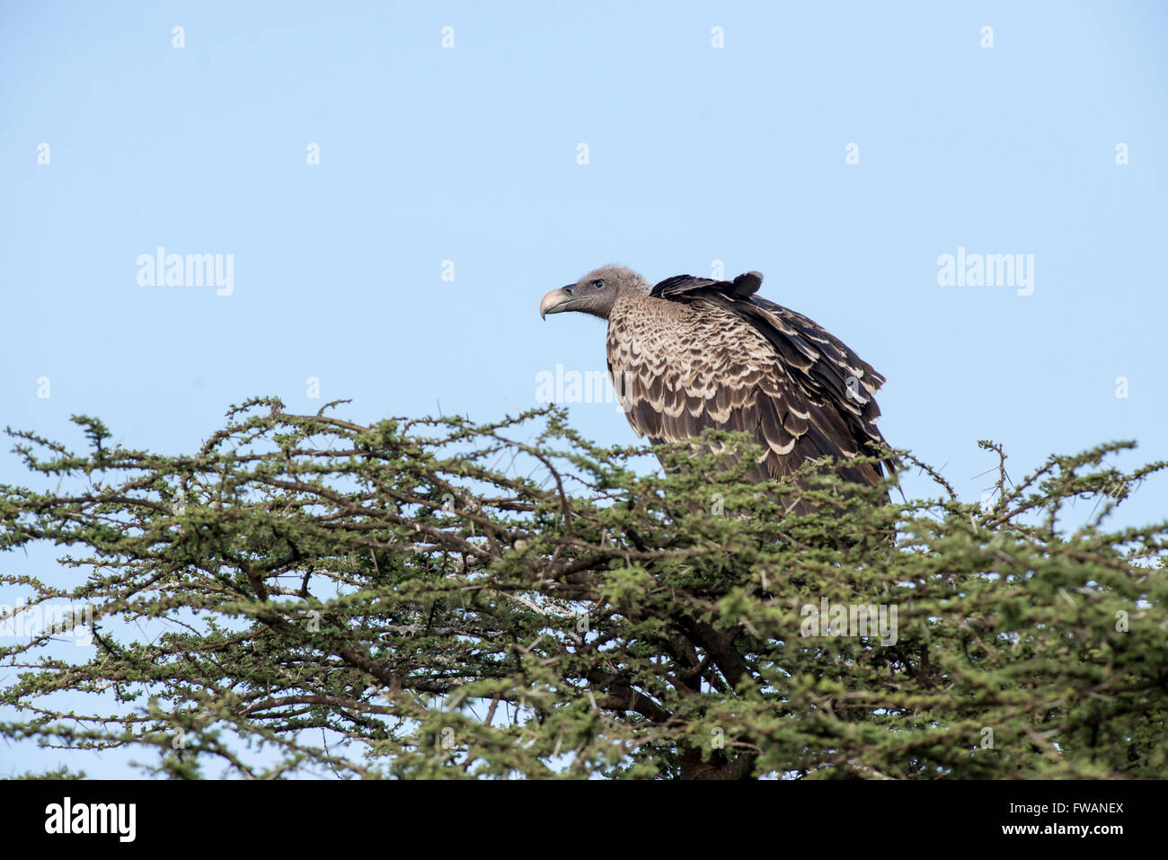 Ruppell il grifone (Gyps rueppellii) Foto Stock