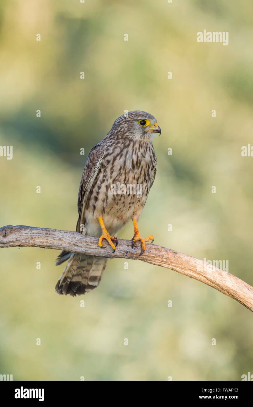 Comune di Gheppio Falco tinnunculus, femmina adulta, appollaiato sul ramo, Kiskunfélegyháza, Ungheria in giugno. Foto Stock