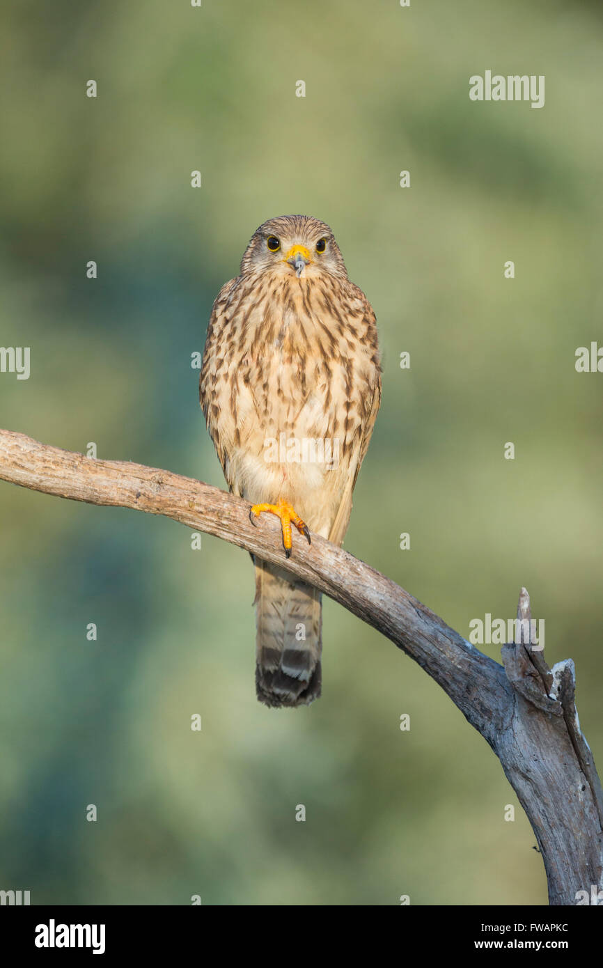 Comune di Gheppio Falco tinnunculus, femmina adulta, appollaiato sul ramo, Kiskunfélegyháza, Ungheria in giugno. Foto Stock