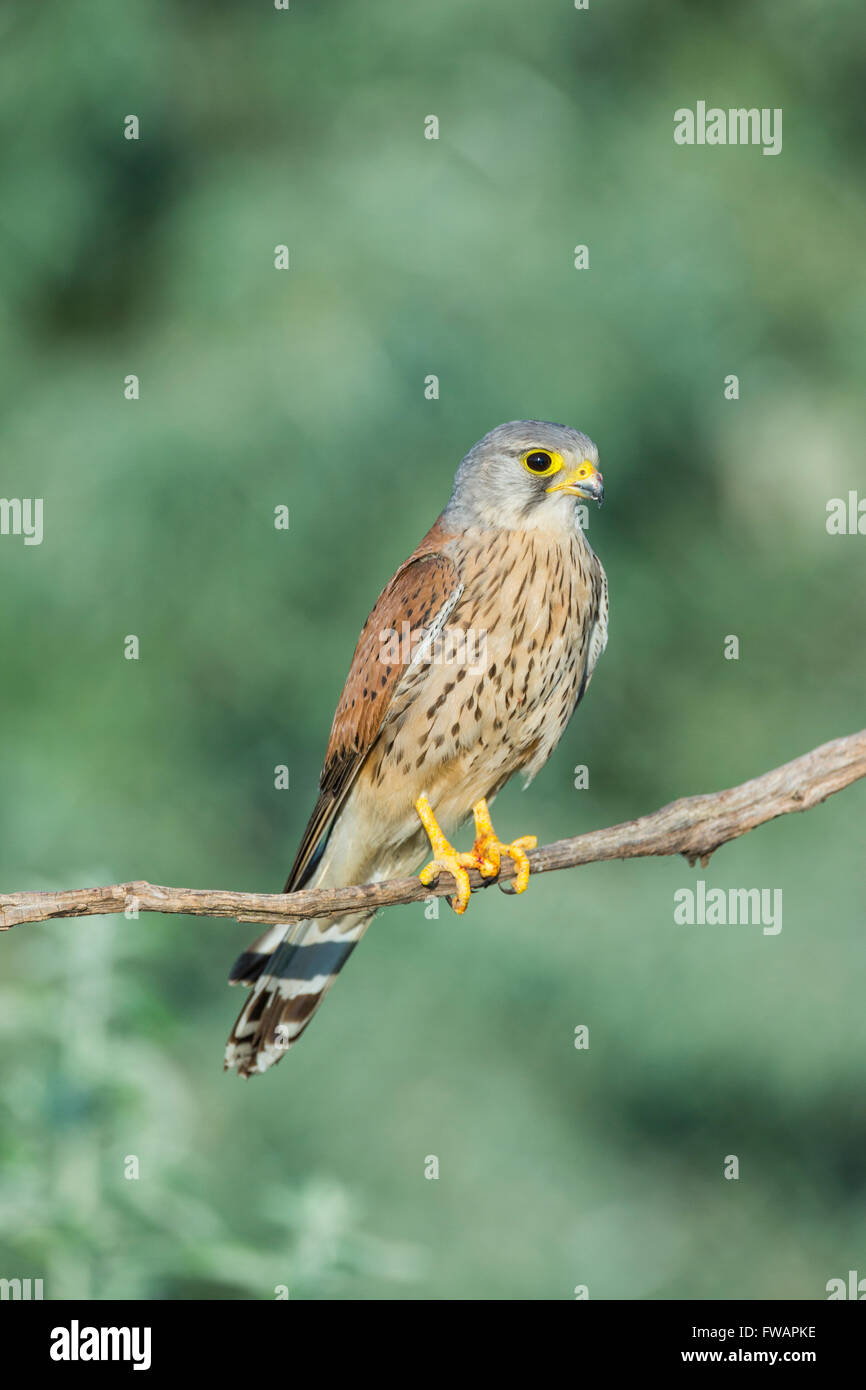 Comune di Gheppio Falco tinnunculus, maschio adulto, appollaiato sul ramo, Kiskunfélegyháza, Ungheria in giugno. Foto Stock
