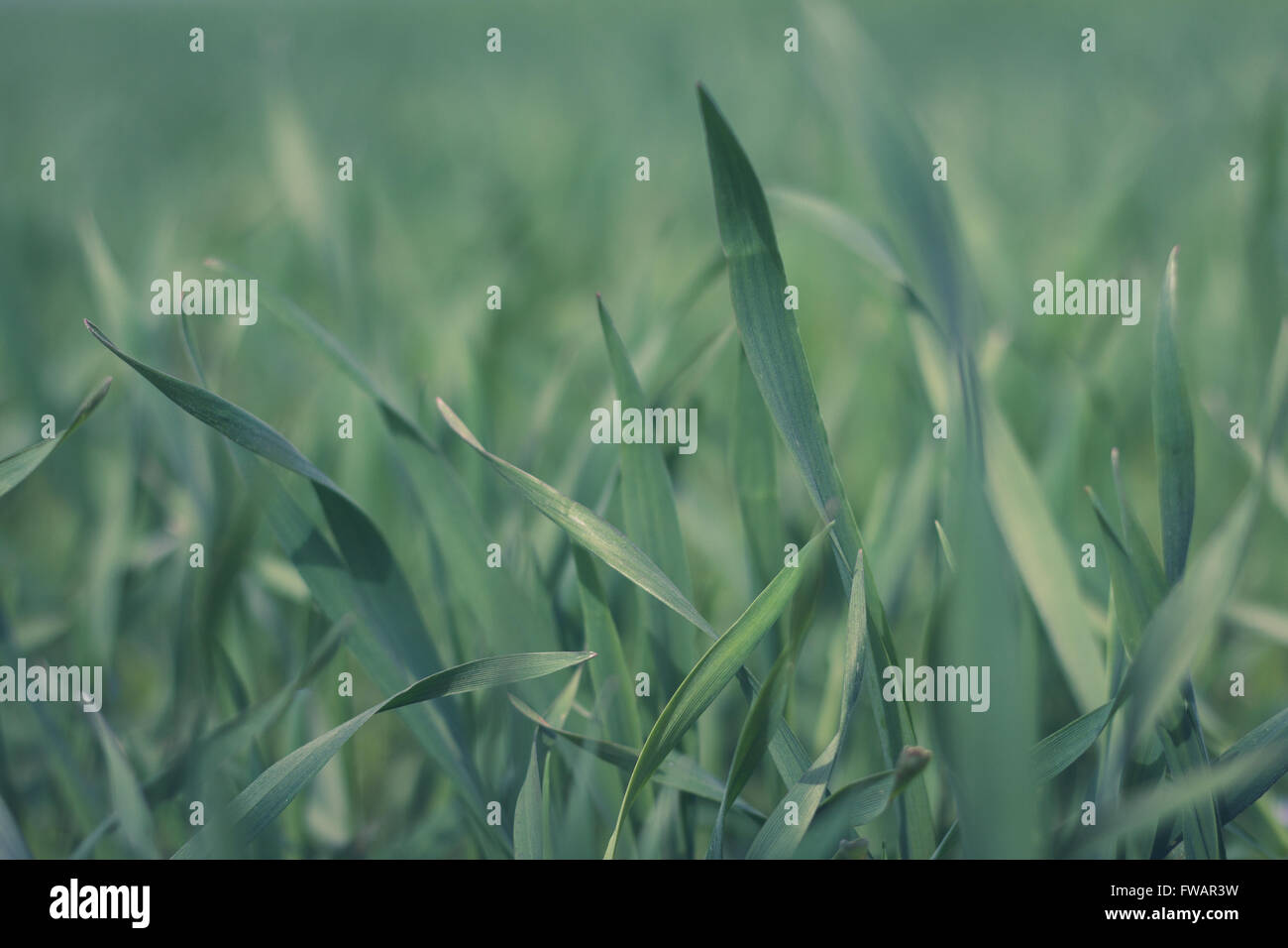 Erba verde prato closeup - Prato macro sfondo Foto Stock