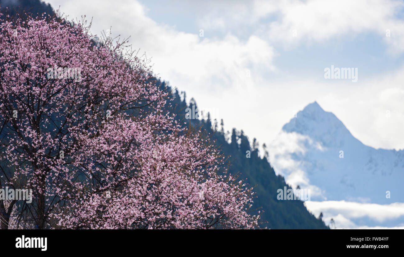 Bomi. 29 Mar, 2016. Foto scattata il 29 marzo 2016 Mostra Il Peach Blossoms nella Contea Bomi, a sud-ovest della Cina di regione autonoma del Tibet. © Purbu Zhaxi/Xinhua/Alamy Live News Foto Stock