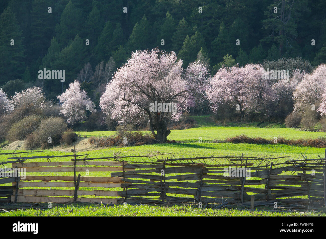 Bomi. 1 apr, 2016. Foto scattata il 1 aprile 2016 Mostra Il Peach Blossoms nella Contea Bomi, a sud-ovest della Cina di regione autonoma del Tibet. © Purbu Zhaxi/Xinhua/Alamy Live News Foto Stock