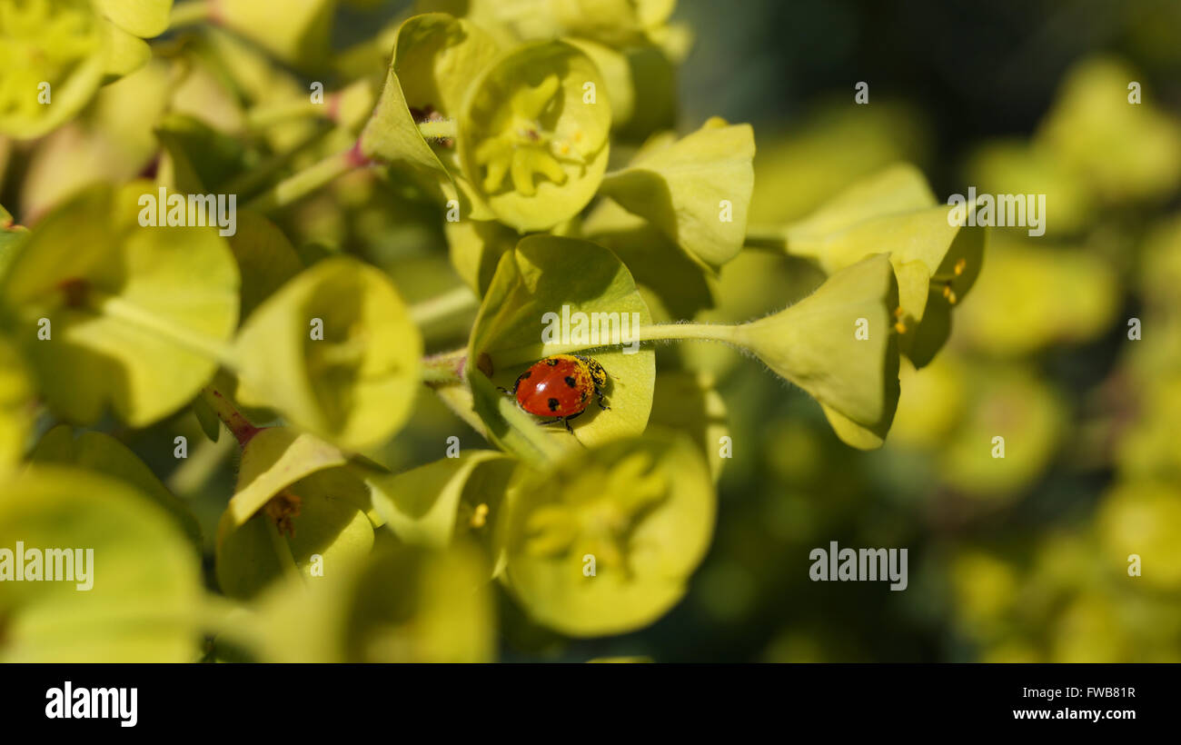 Rosso coccinella coccinella coperto in giallo il polline di piante di euforbia in primavera Foto Stock