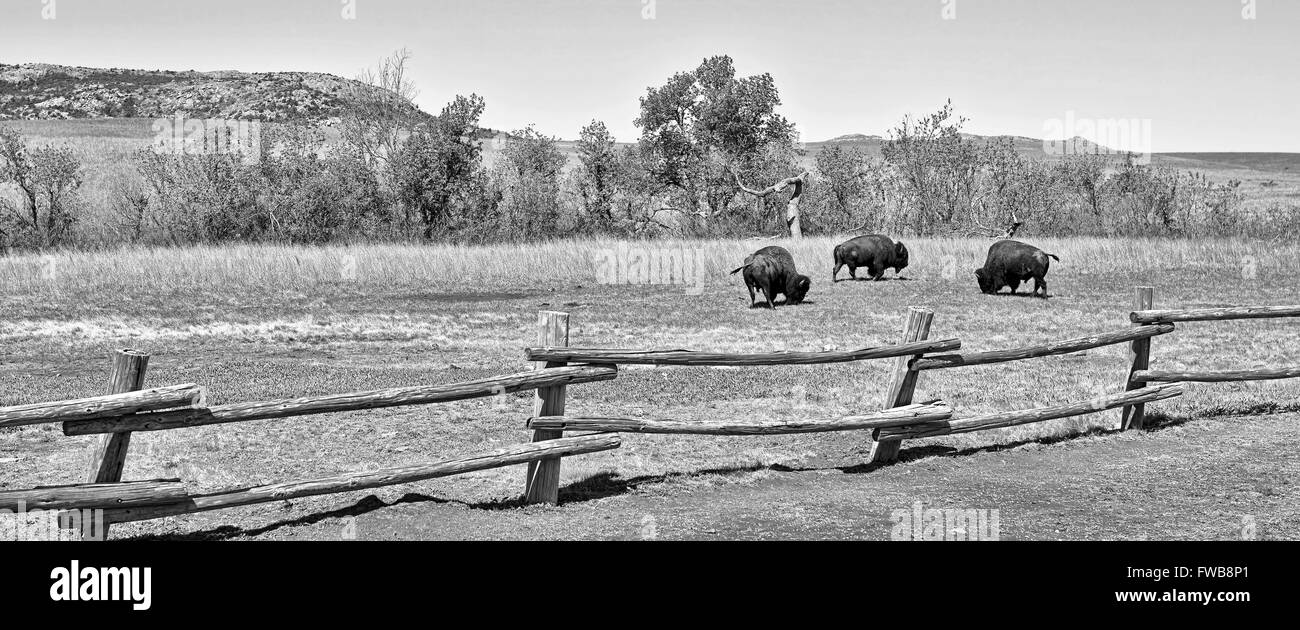 Bufalo americano sull'Oklahoma praterie in bianco e nero.. Foto Stock