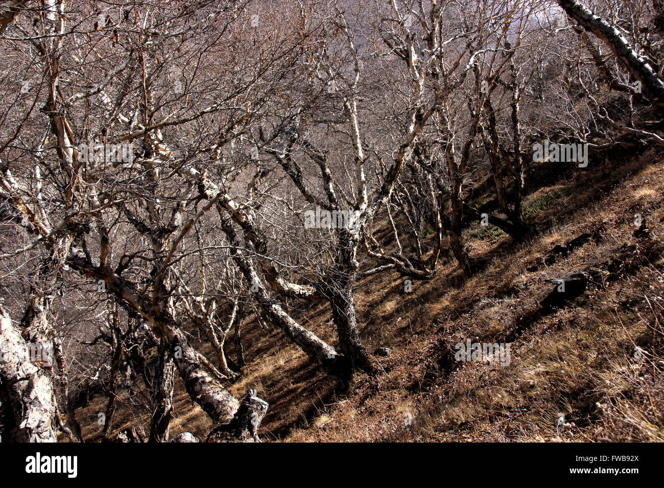 Alta quota foreste di latifoglie Foto Stock