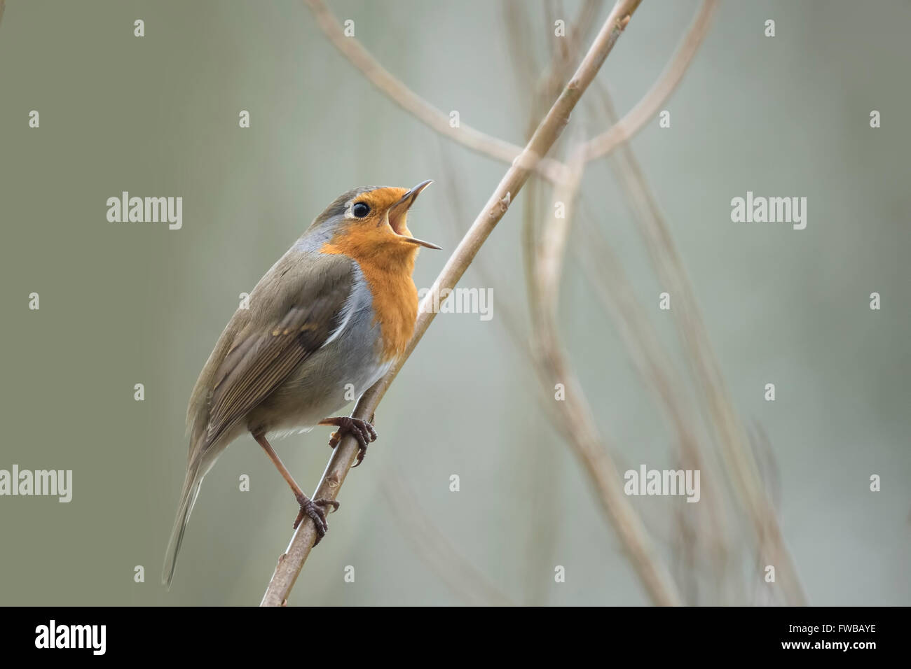Unione pettirosso (Erithacus rubecula) il canto degli uccelli e il display durante la stagione primaverile nella ricerca di un compagno. Foto Stock