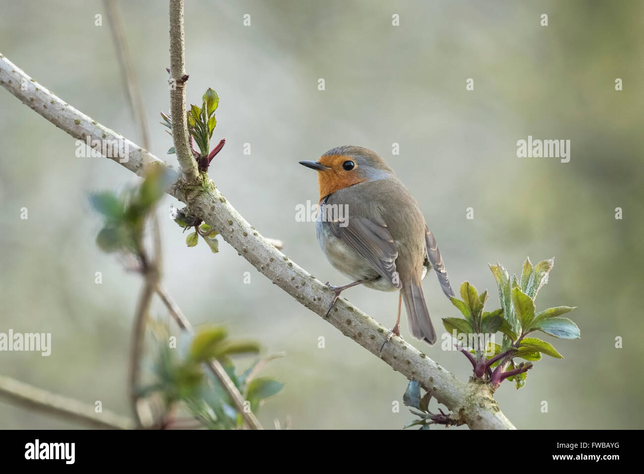Unione pettirosso (Erithacus rubecula) il canto degli uccelli e il display durante la stagione primaverile nella ricerca di un compagno. Foto Stock
