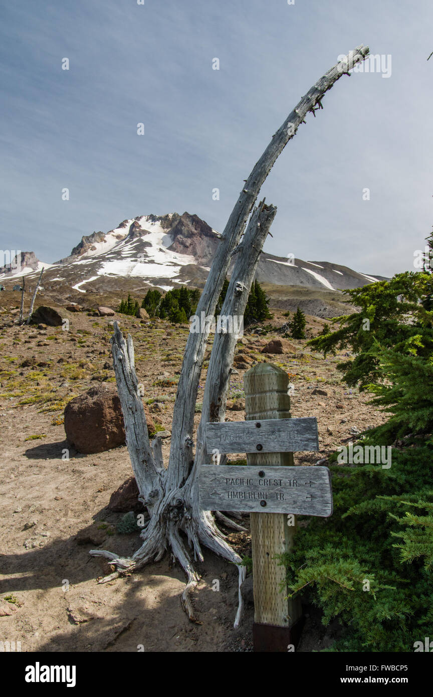 Weathered ceppo di albero e segno posto sulla Timberline trail. Timberline Lodge ski resort, Mt cappa, Oregon Foto Stock