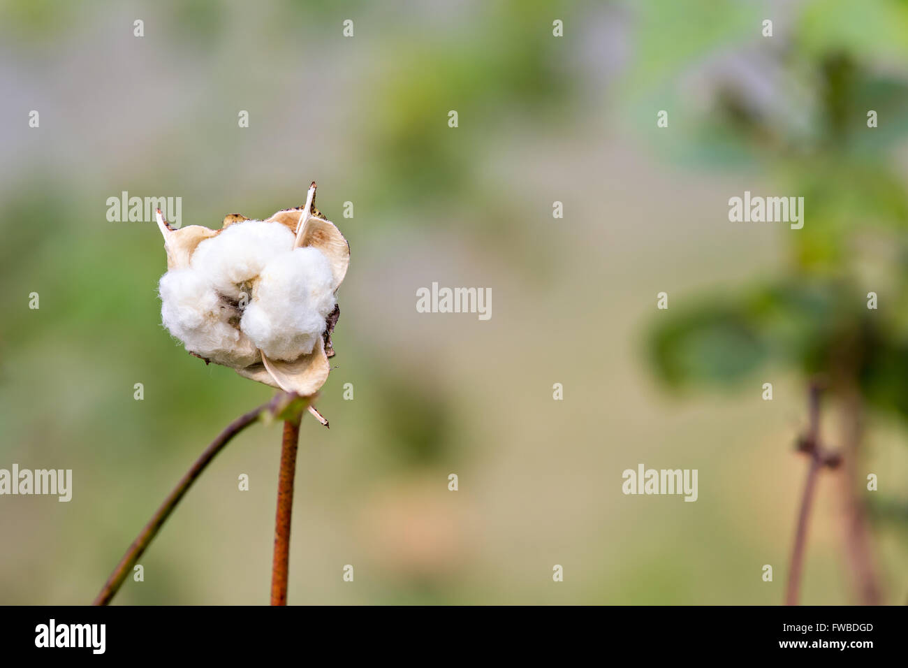 Pianta di cotone Closeup Foto Stock