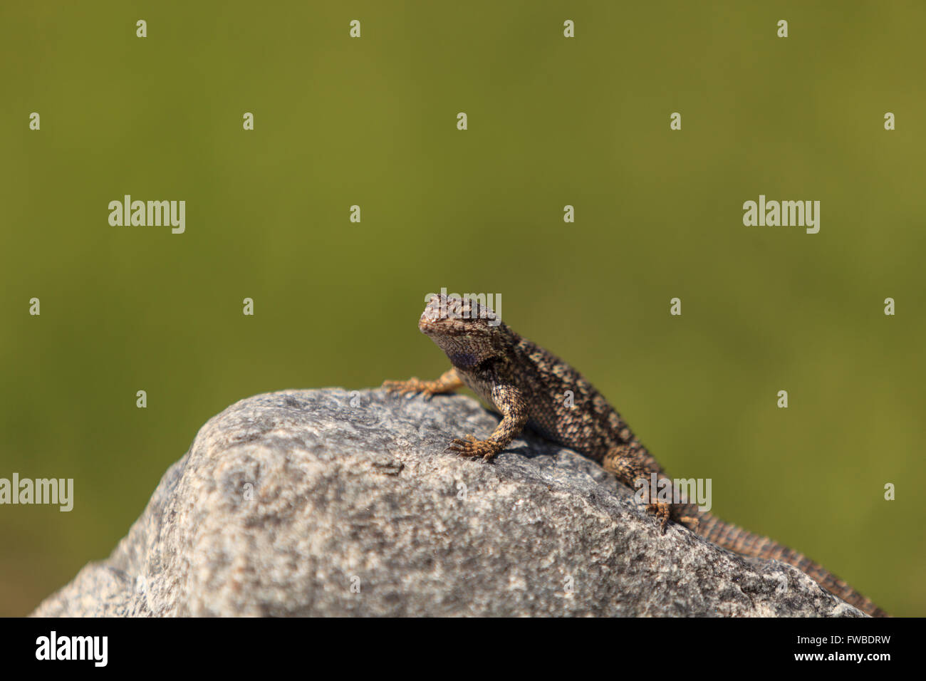 Marrone recinzione comune lucertola, Sceloporus occidentalis, posatoi su una roccia con uno sfondo verde nel Sud della California. Foto Stock