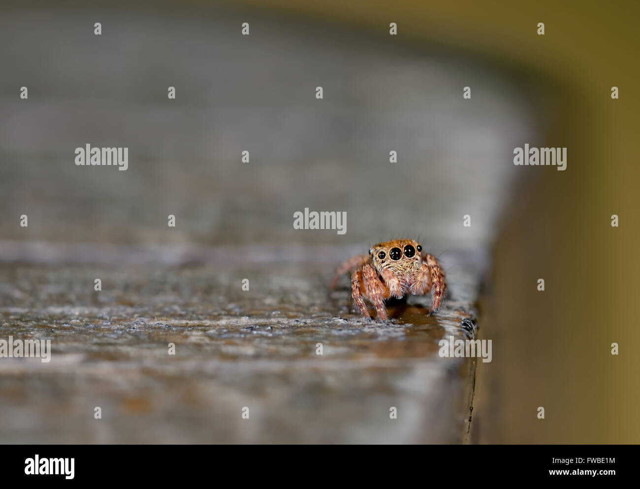Ragno solitario immagini e fotografie stock ad alta risoluzione - Alamy