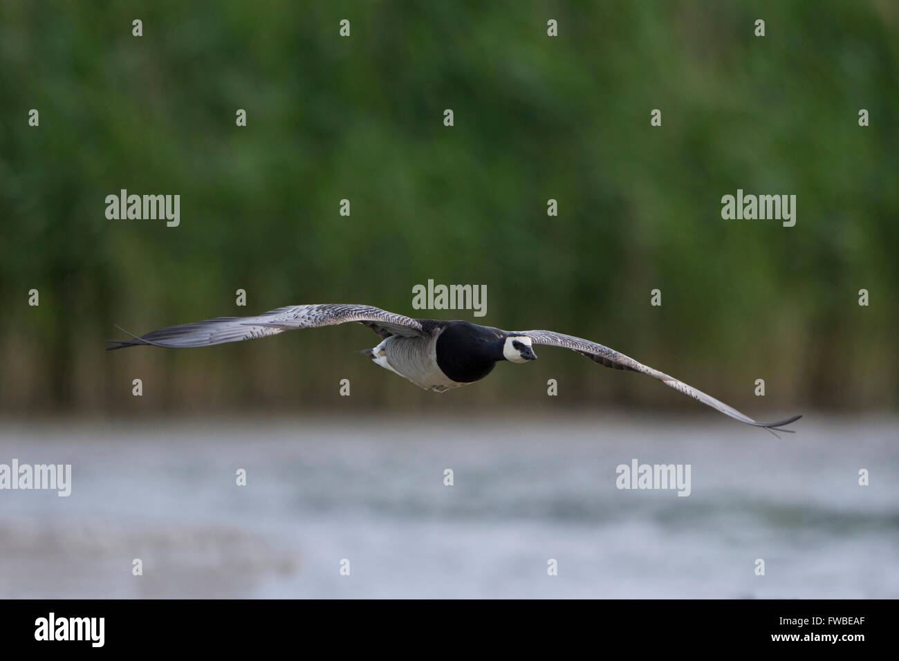 Un singolo Barnacle Goose (Branta leucopsis) in volo attraverso il rottame, Minsmere, Suffolk, Regno Unito Foto Stock