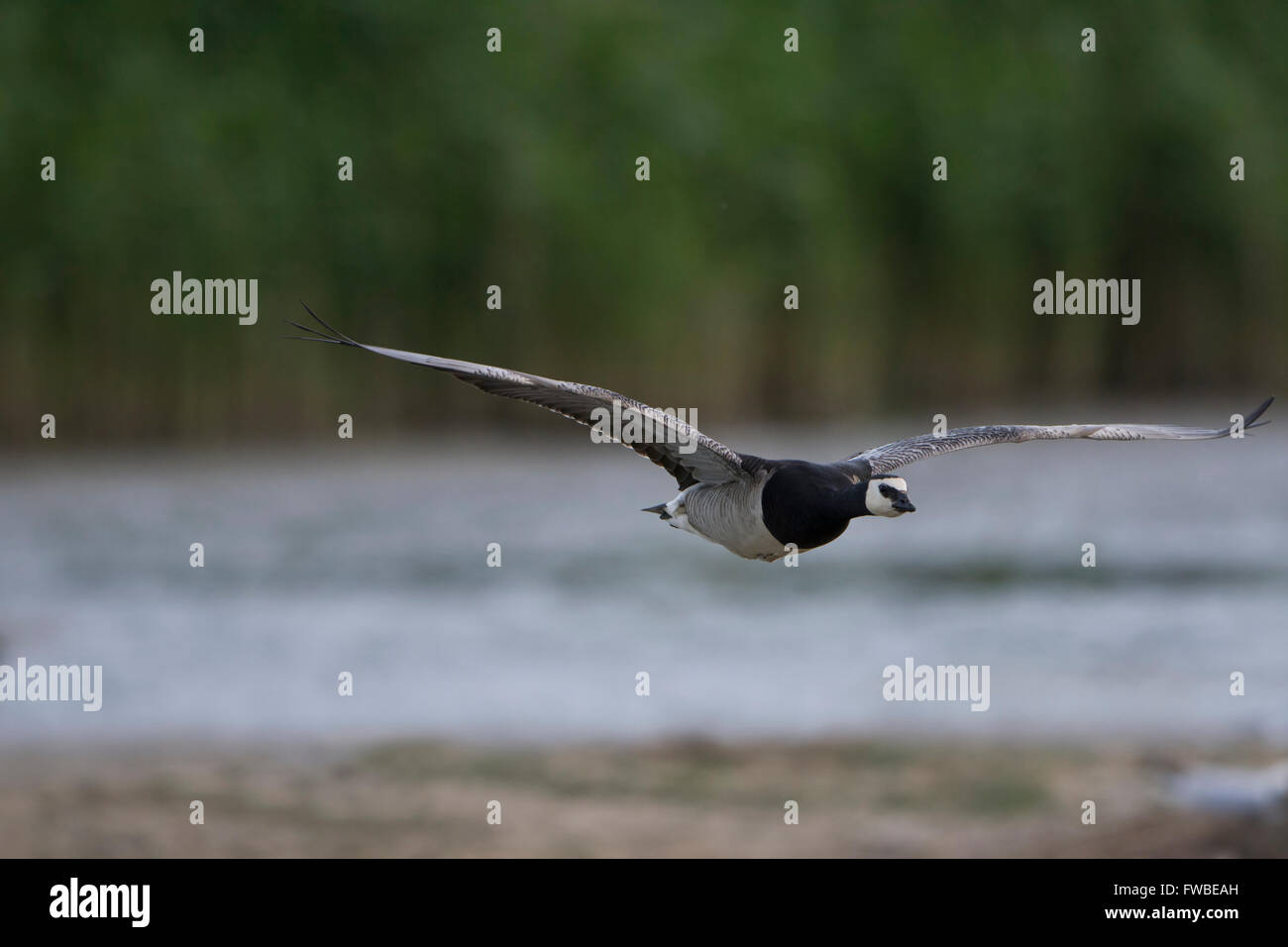 Un singolo Barnacle Goose (Branta leucopsis) in volo attraverso il rottame, Minsmere, Suffolk, Regno Unito Foto Stock