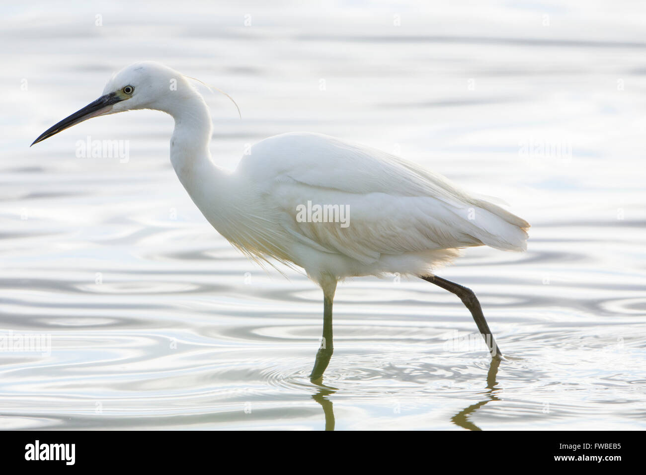 In prossimità di una Garzetta (Egretta garzetta), retroilluminato permanente, mentre in acque poco profonde, Minsmere RSPB, Suffolk, Regno Unito Foto Stock