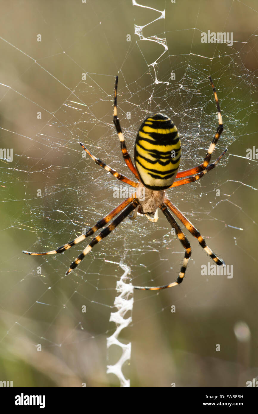 Una vespa Spider (Argiope bruennichi) sedersi in esso del web. Brede alta boschi, East Sussex, Regno Unito Foto Stock