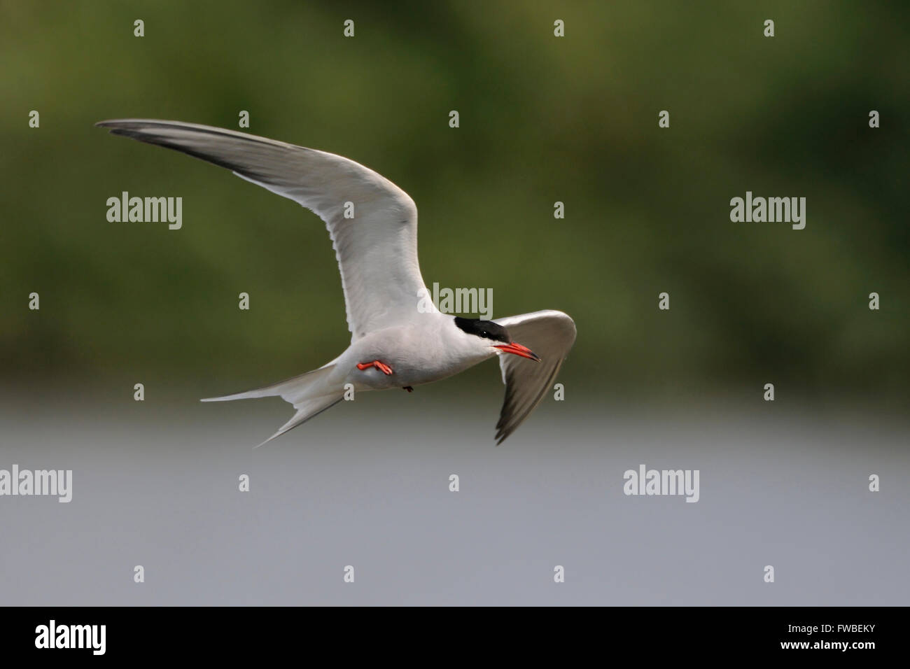 Elegante Terna comune ( Sterna hirundo ) in elegante volo sopra le acque interne di fronte ad un bel fondo naturale, fauna selvatica, in Europa. Foto Stock
