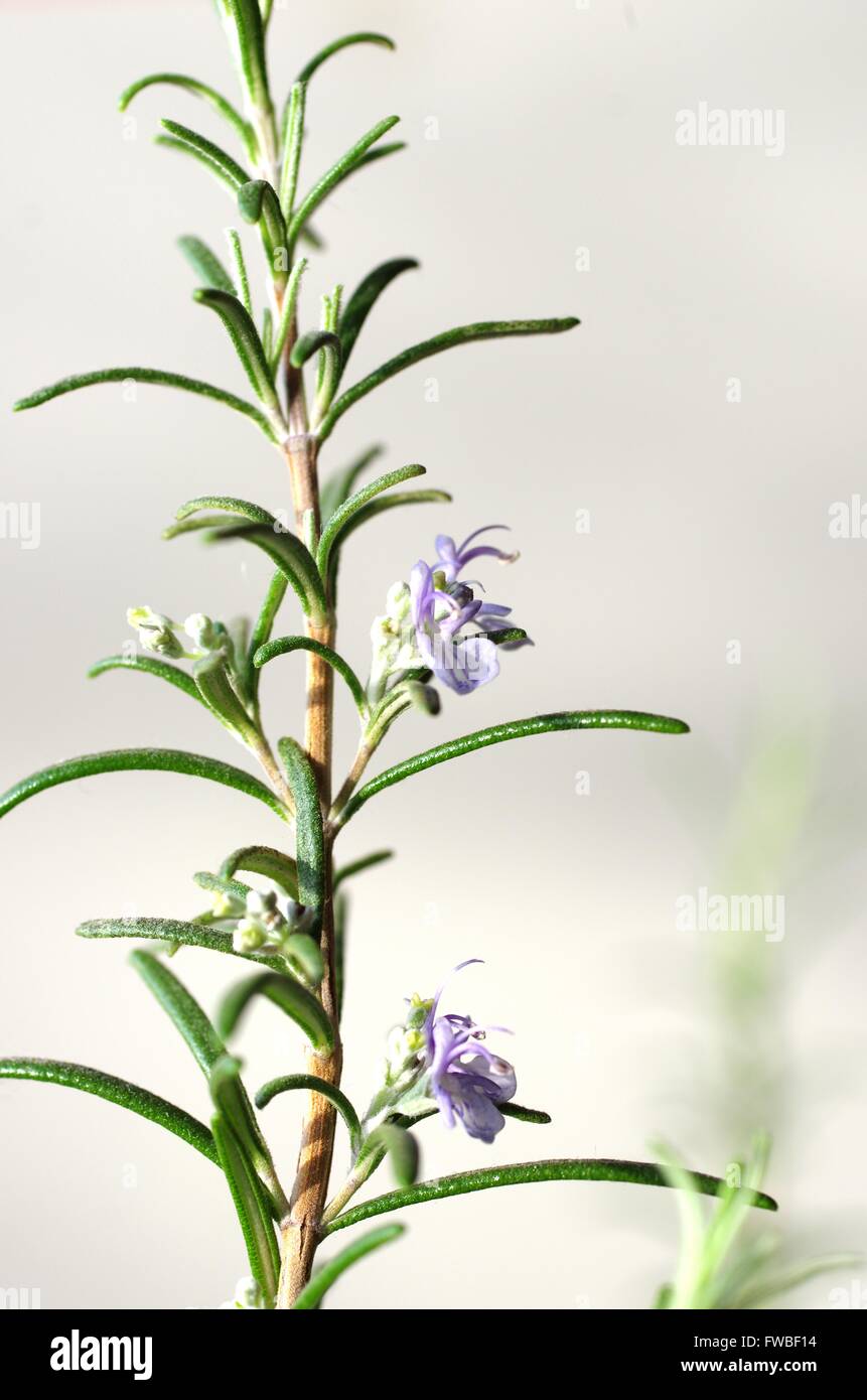 Fiore di rosmarino su sfondo lucido Foto Stock