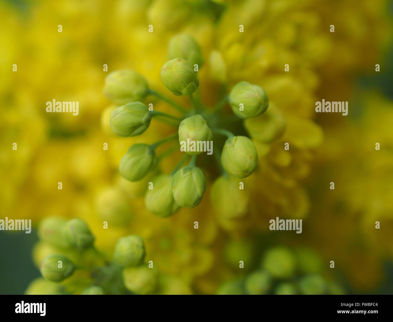 Mahonia aquifolium oregon uva con fiori di colore giallo Foto Stock