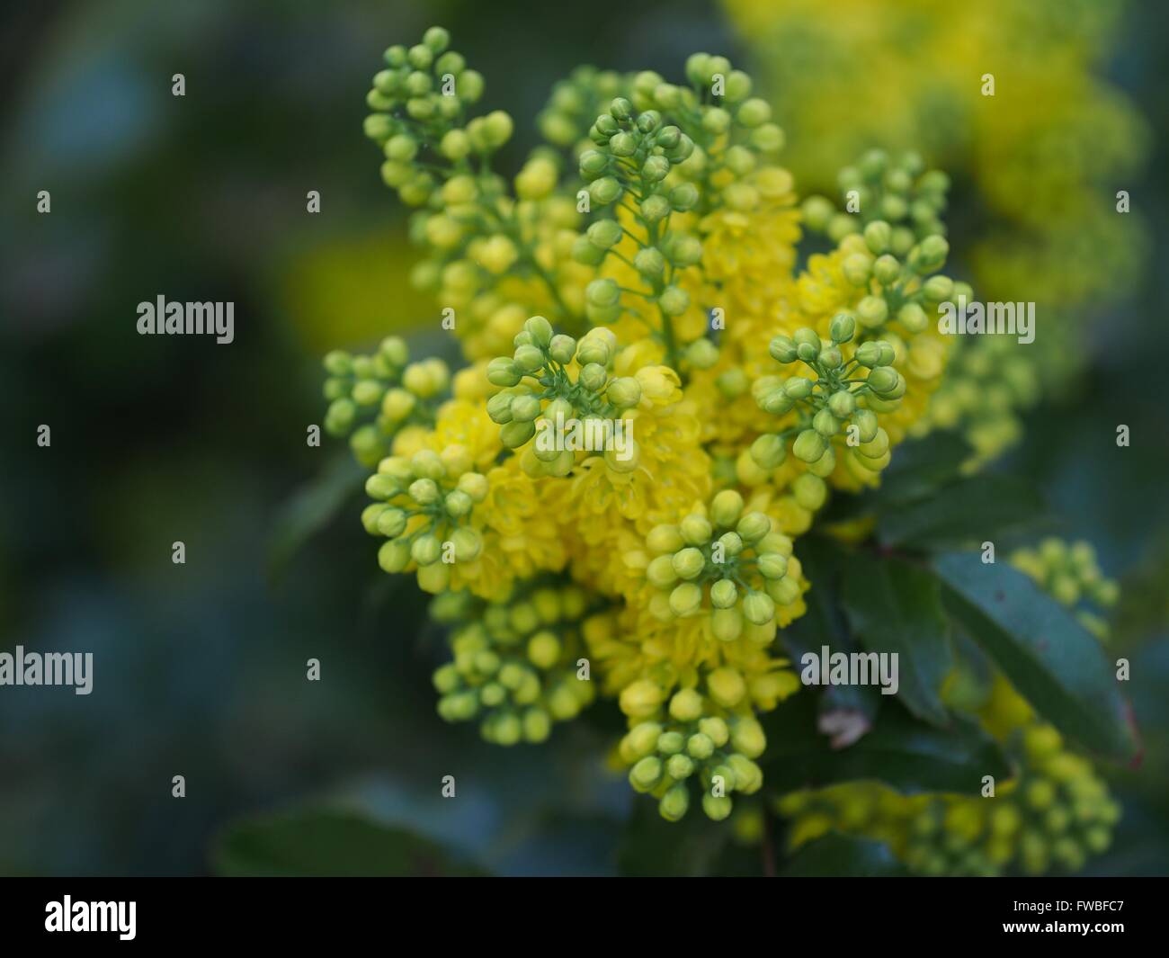 Mahonia aquifolium oregon uva con fiori di colore giallo Foto Stock