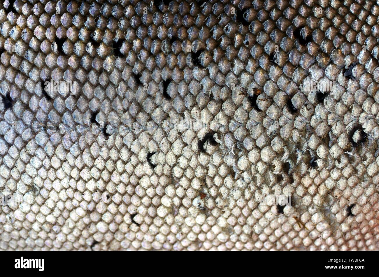 Sfondo del salmone pelle con scale Foto Stock
