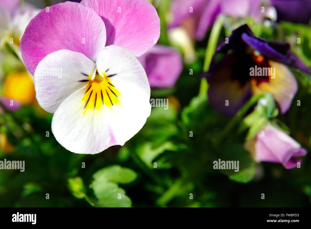 Botanic giardinaggio impianto : ripresa macro di bianco viola cornuta (cornuto pansy o cornuto viola) Foto Stock