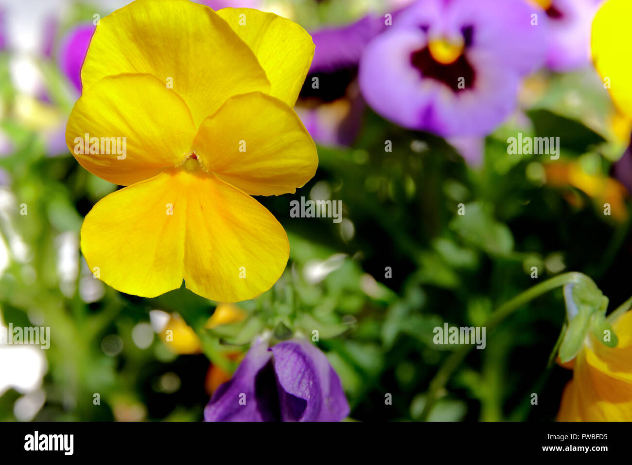 Botanic giardinaggio impianto : ripresa macro di giallo viola cornuta (cornuto pansy o cornuto viola) Foto Stock