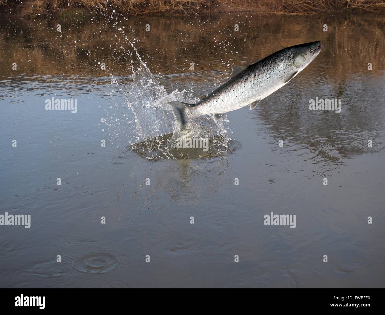 Salta fuori dall'acqua salmone sul fiume sfondo Foto Stock
