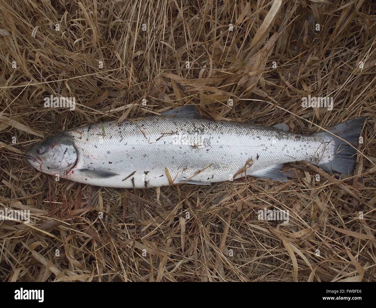 Grande salmone su erba secca sfondo Foto Stock