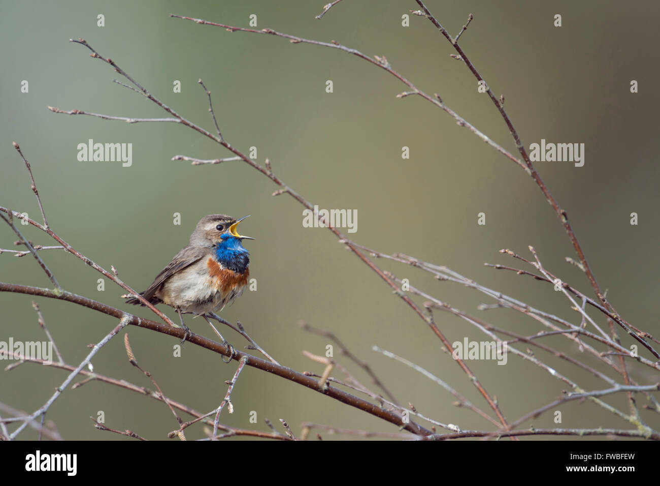 Bluethroat ( Luscinia svecica ) che canta la sua canzone seduto in rami di un cespuglio di betulla, ampio becco aperto, sfondo pulito, fauna selvatica, Europa. Foto Stock