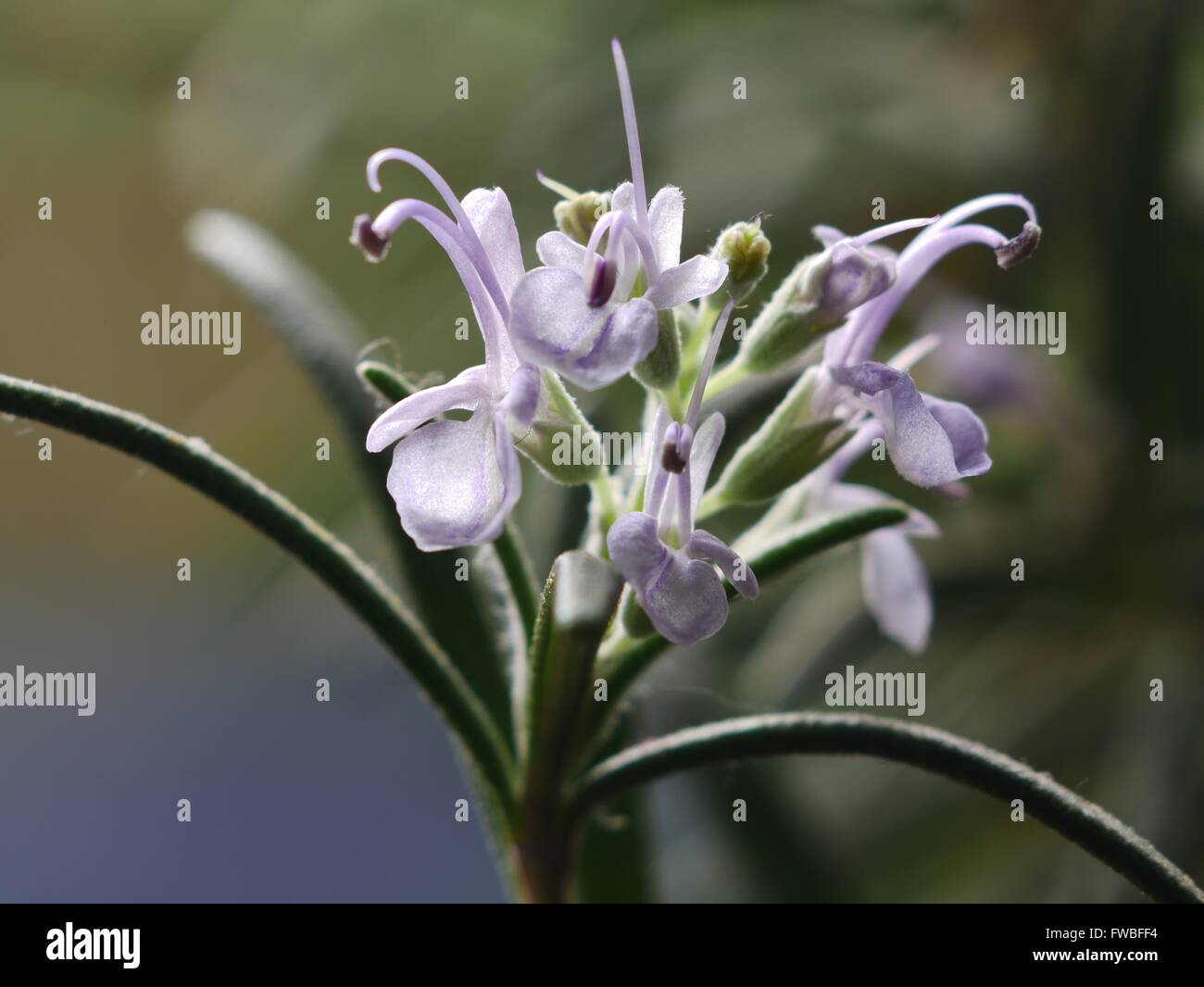 Fiore di rosmarino su sfondo lucido Foto Stock