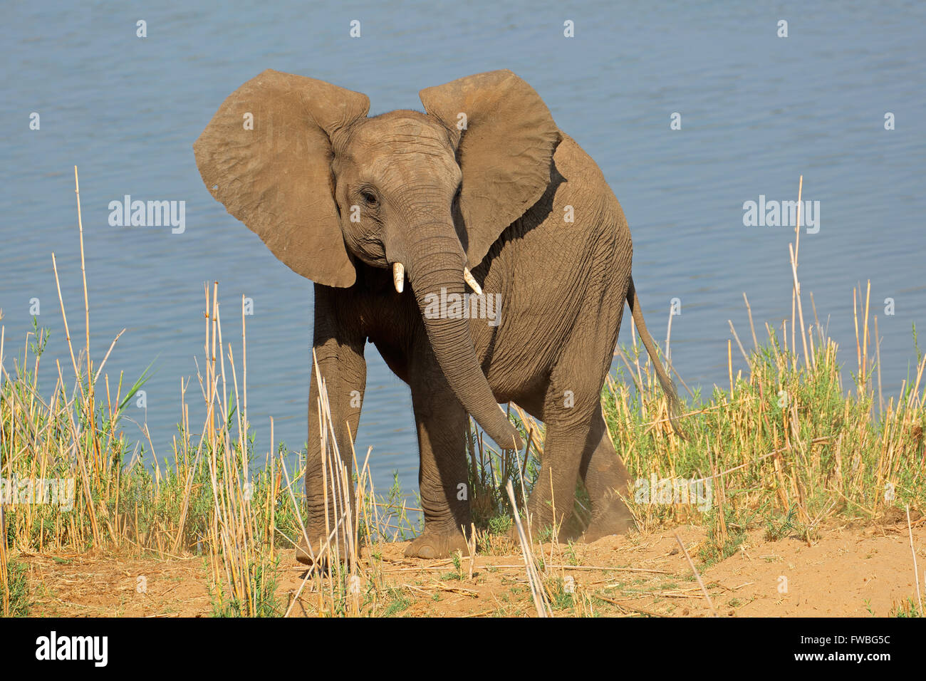 I giovani dell' elefante africano (Loxodonta africana) in habitat naturale, il Parco Nazionale Kruger, Sud Africa Foto Stock