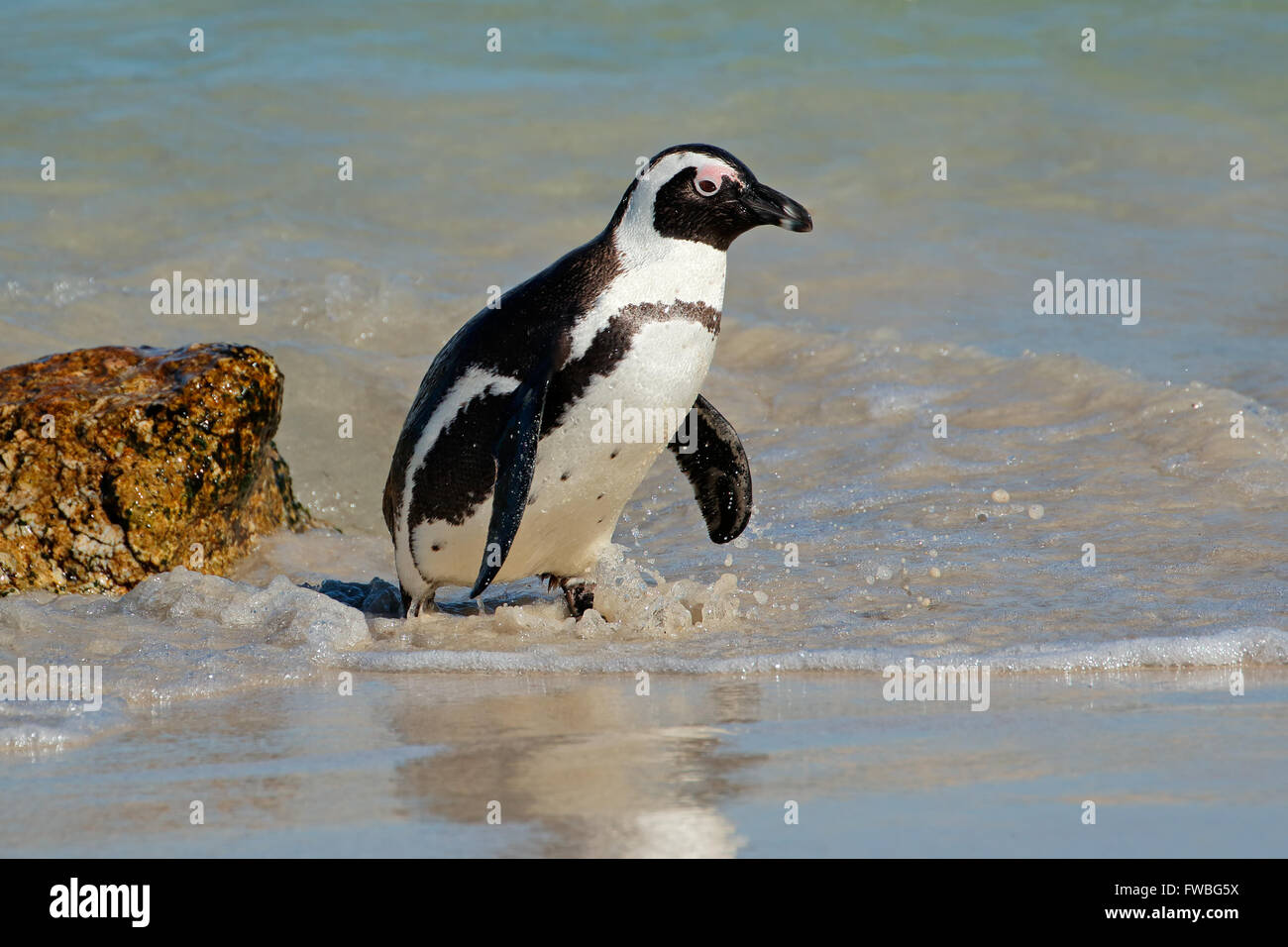 Pinguino africano (Spheniscus demersus) in acque poco profonde, Western Cape, Sud Africa Foto Stock