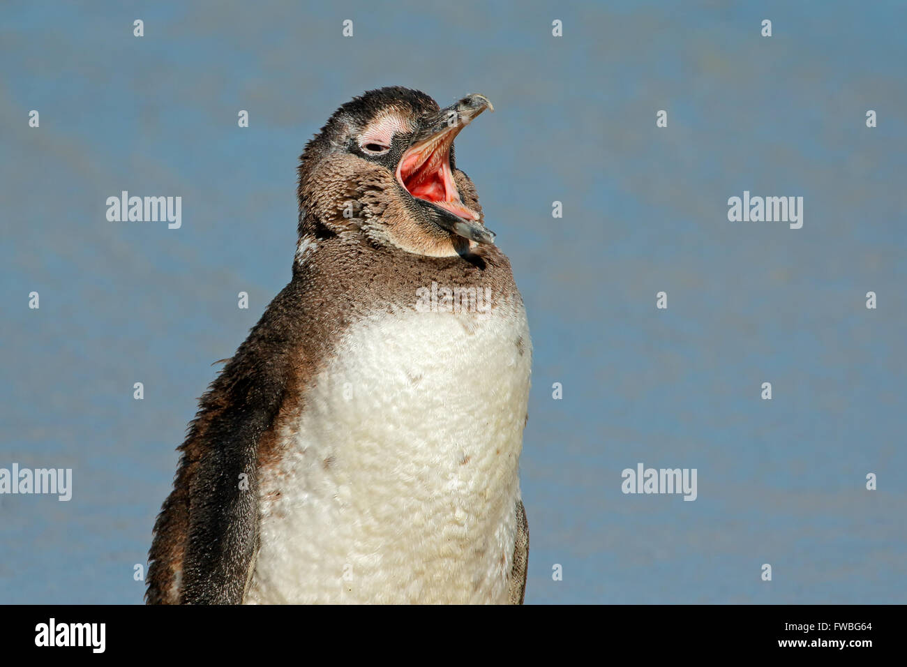 Ritratto di un giovane africano penguin (Spheniscus demersus), Western Cape, Sud Africa Foto Stock
