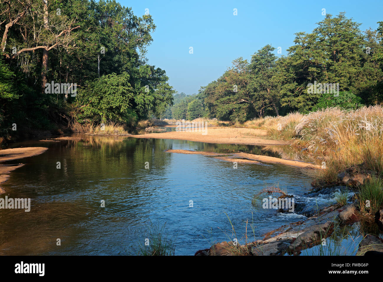 Paesaggio con un fiume e alberi da foresta, Parco Nazionale di Kanha, India Foto Stock