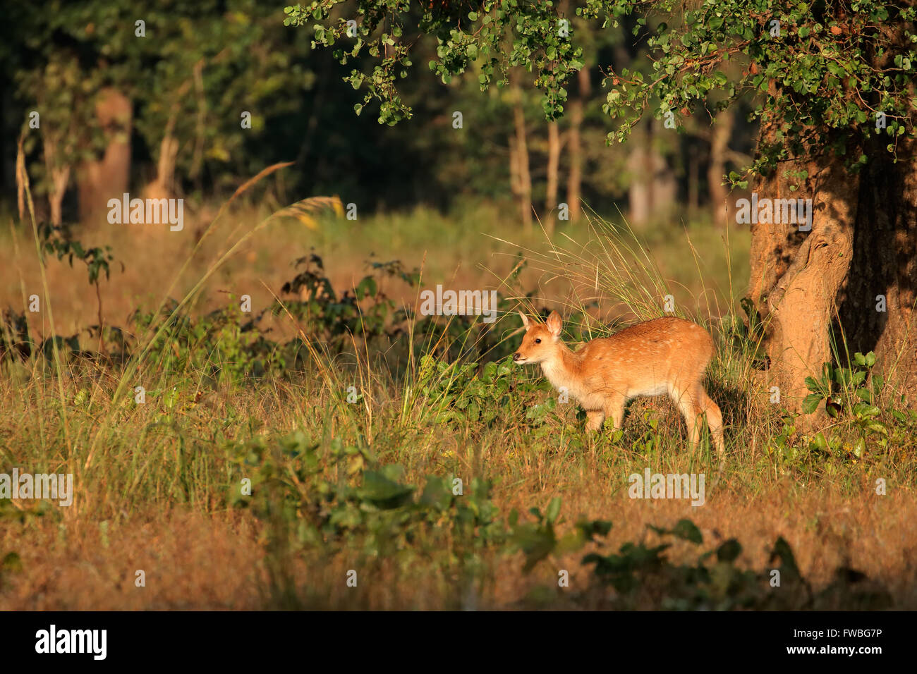 Giovani macchiato di cervo o chital (asse asse), il Parco Nazionale di Kanha, India Foto Stock