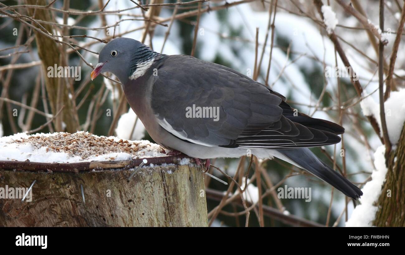 Bird piccione selvatico nel paesaggio invernale Foto Stock