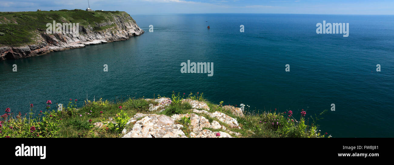 Estate, fiori selvaggi e scogliere di Berry Head Riserva Naturale Nazionale, Torbay, English Riviera, della Contea di Devon, Inghilterra, Regno Unito Foto Stock