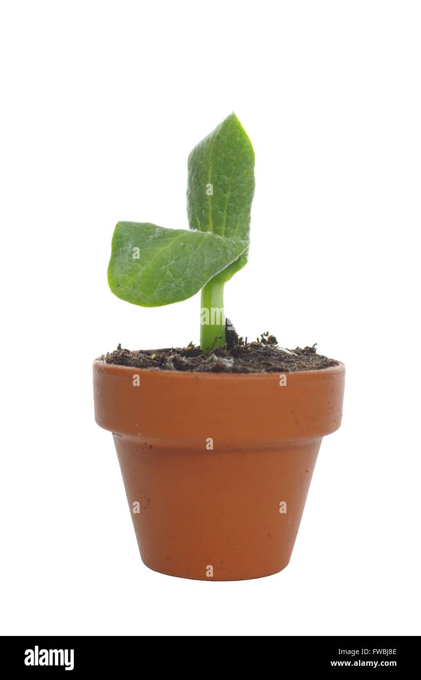 Zucca di coltivazione di piante da seme, isolato su sfondo bianco Foto Stock