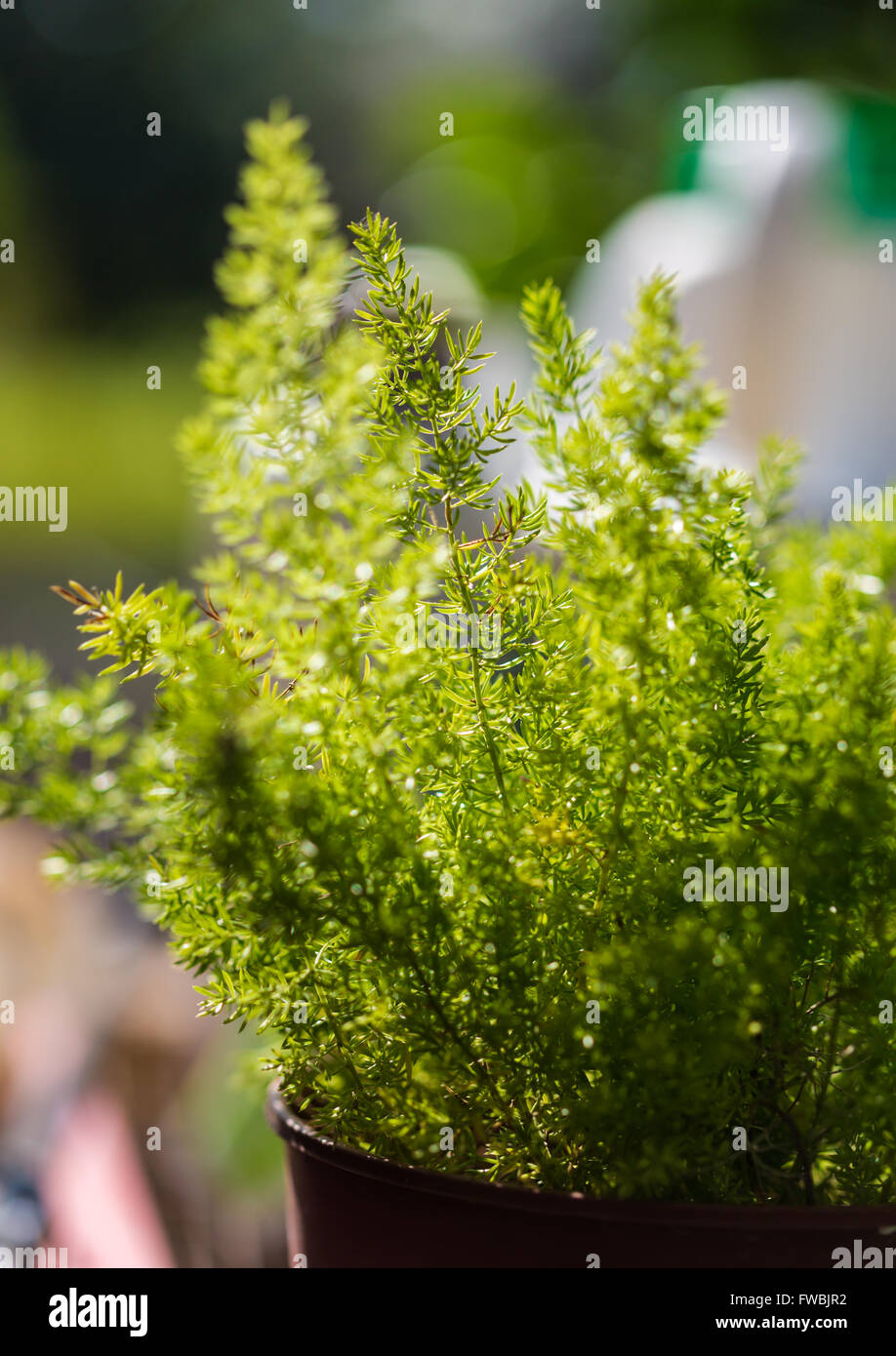 Piante ornamentali per giardino crescono in una pentola Foto Stock