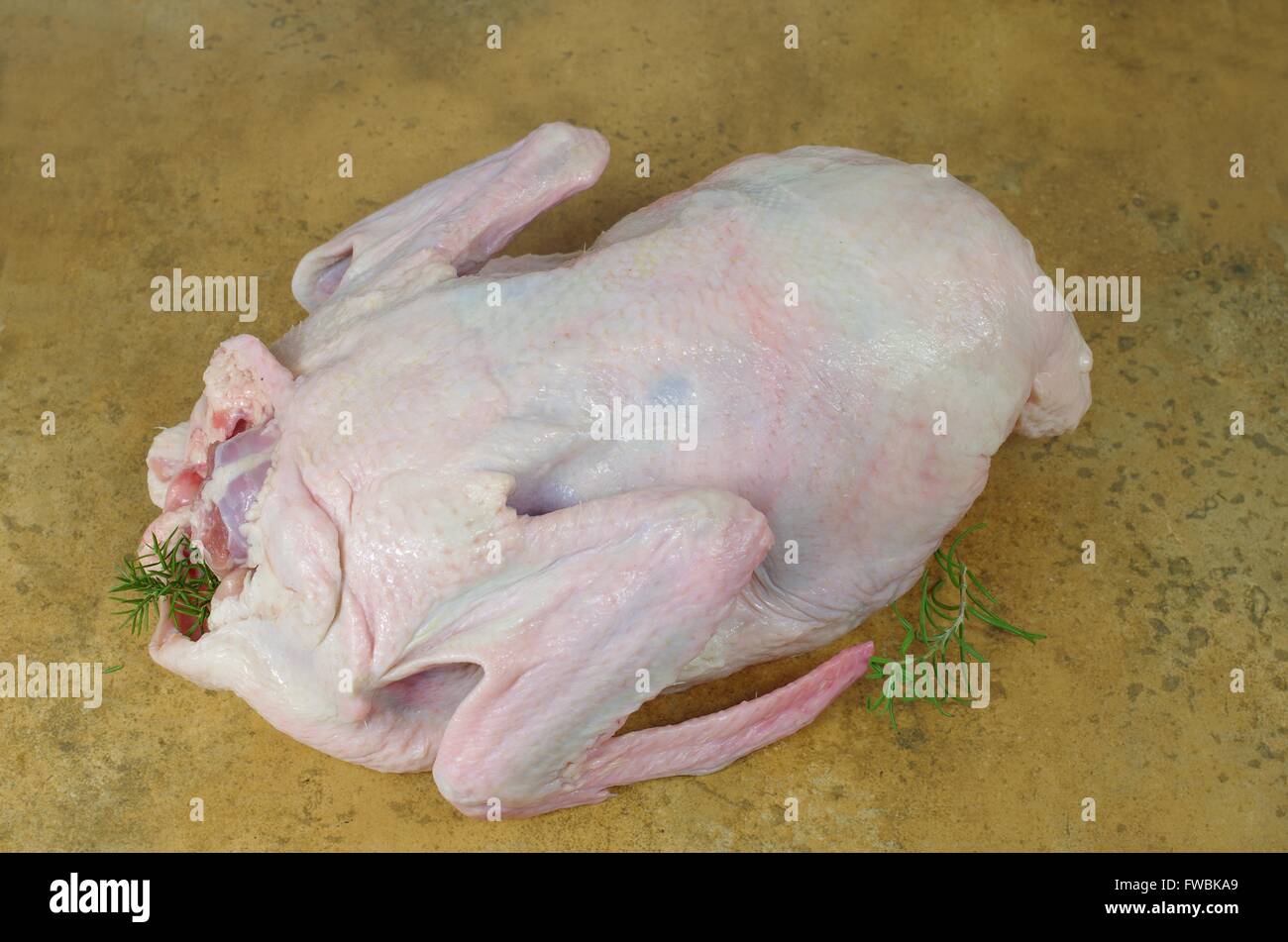 Materie anatra su sfondo di terracotta Foto Stock