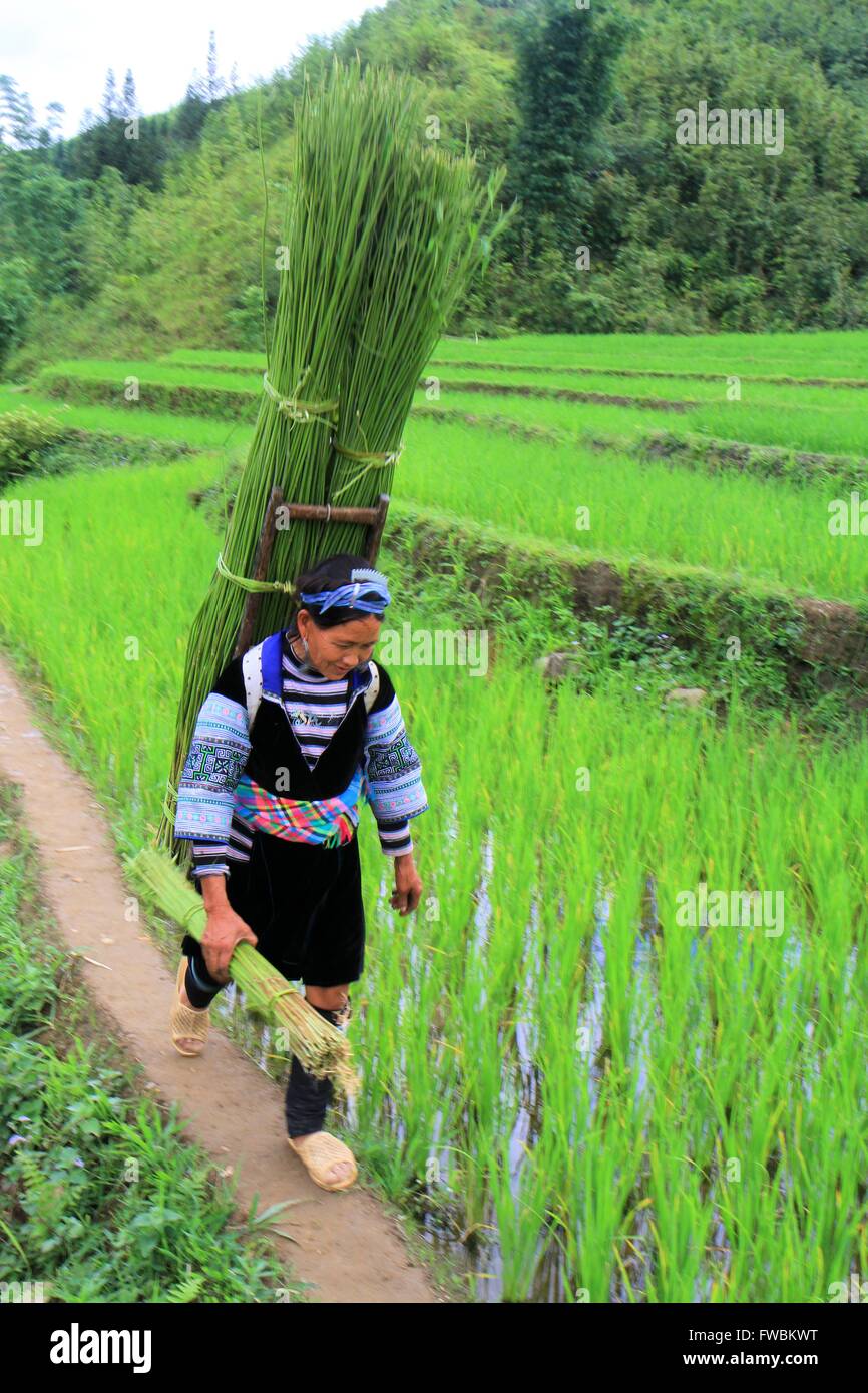 Donna che la porta in vimini, nella terrazza del riso campi, Sapa dintorni, Vietnam Asia Foto Stock