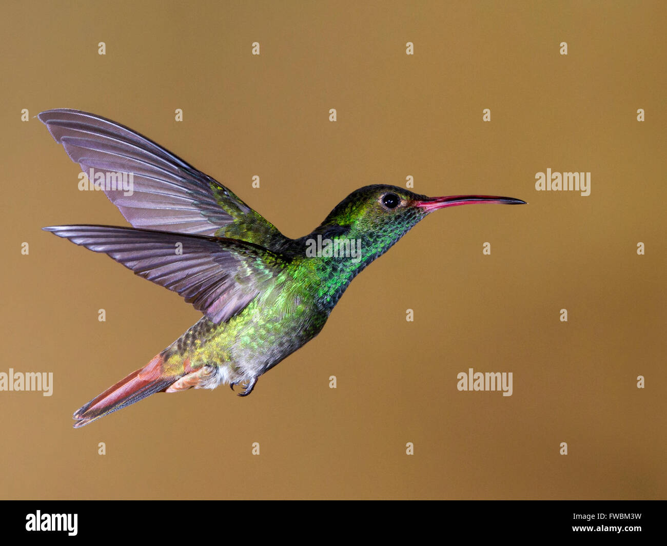 Rufous-tailed hummingbird in volo Foto Stock