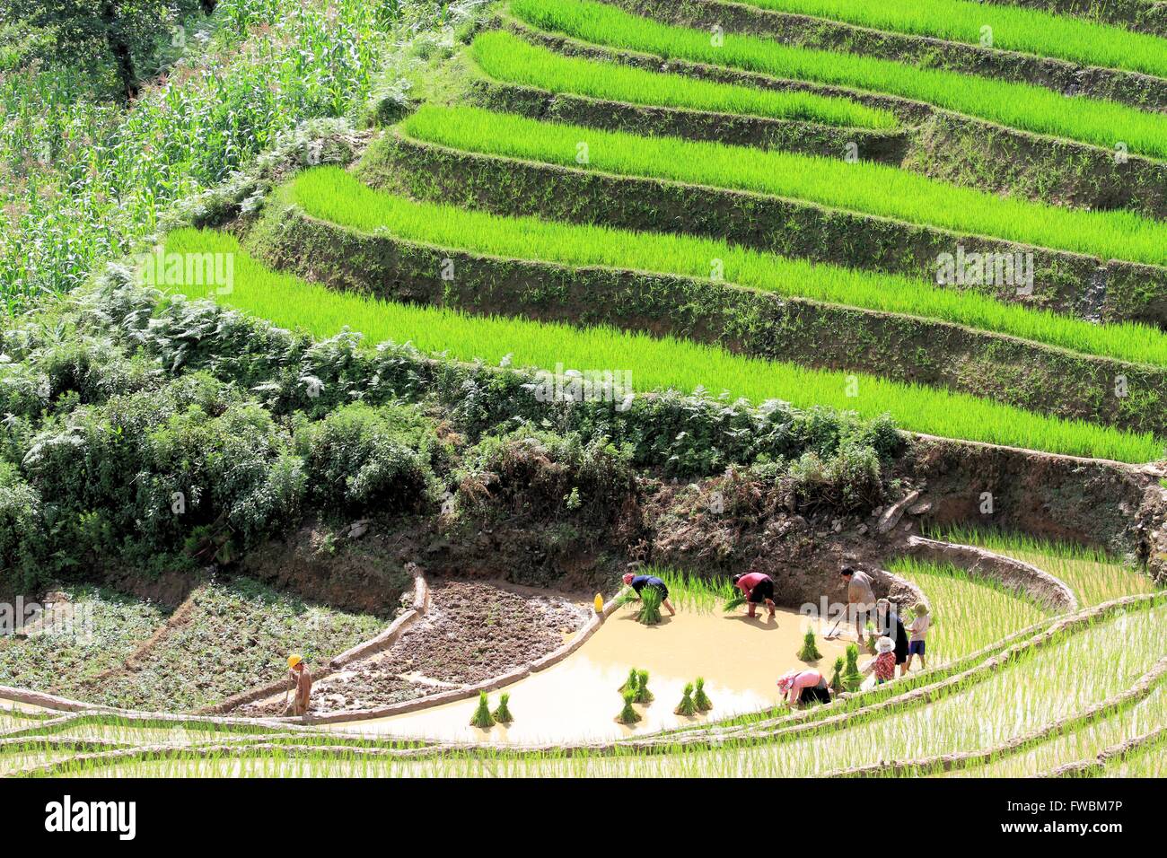 Corniciai trapiantando pianticelle di riso in terrazza irrigato i campi di riso, Sapa, Lao Cai, Vietnam Asia Foto Stock