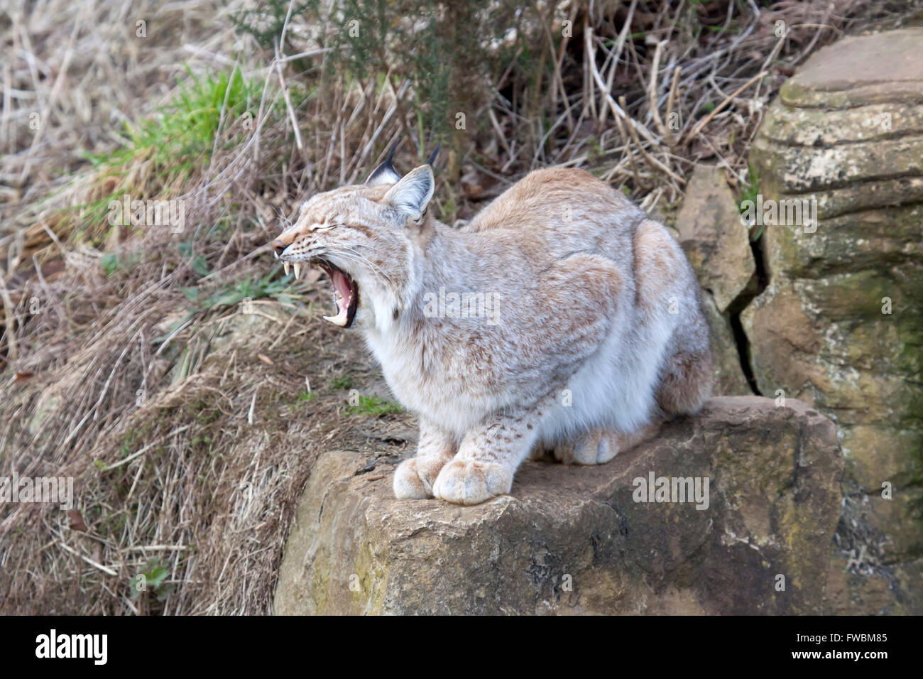 Un unico lince europea seduto su una roccia che mostra i denti Foto Stock