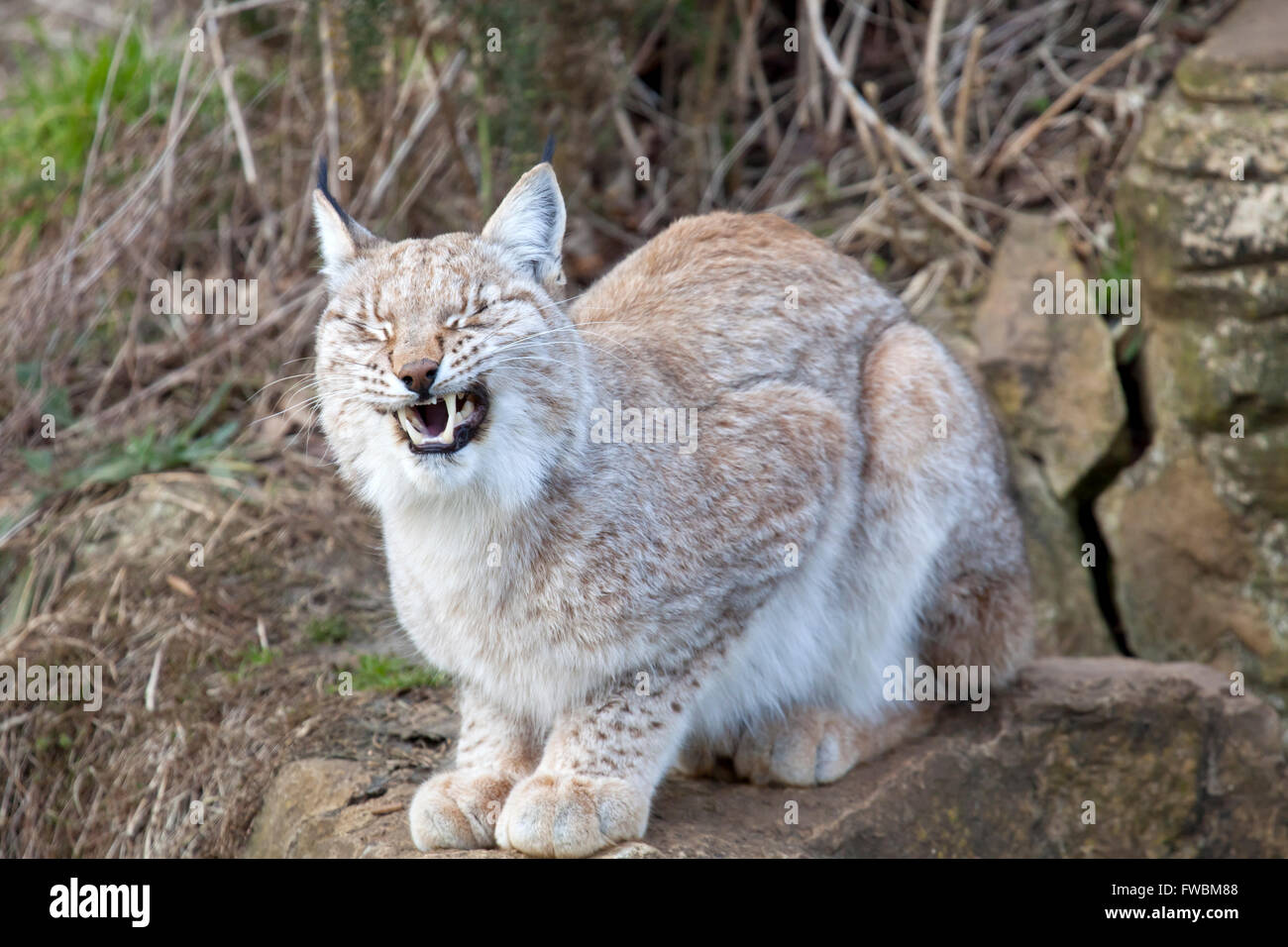 Un unico lince europea seduto su una roccia che mostra i denti Foto Stock