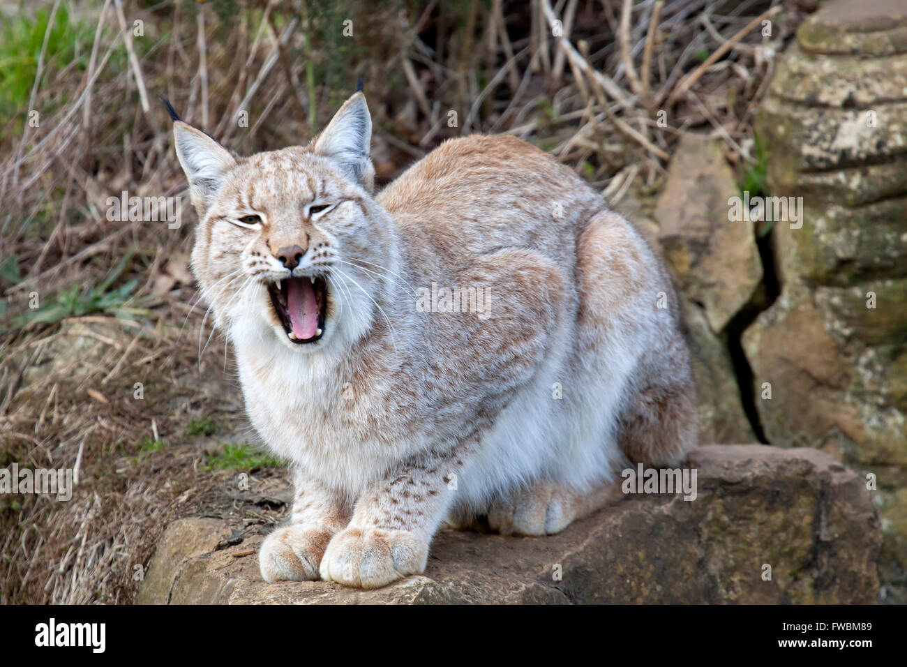Un unico lince europea seduto su una roccia che mostra i denti Foto Stock